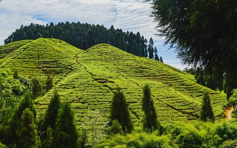 Tea plantations in Darjeeling