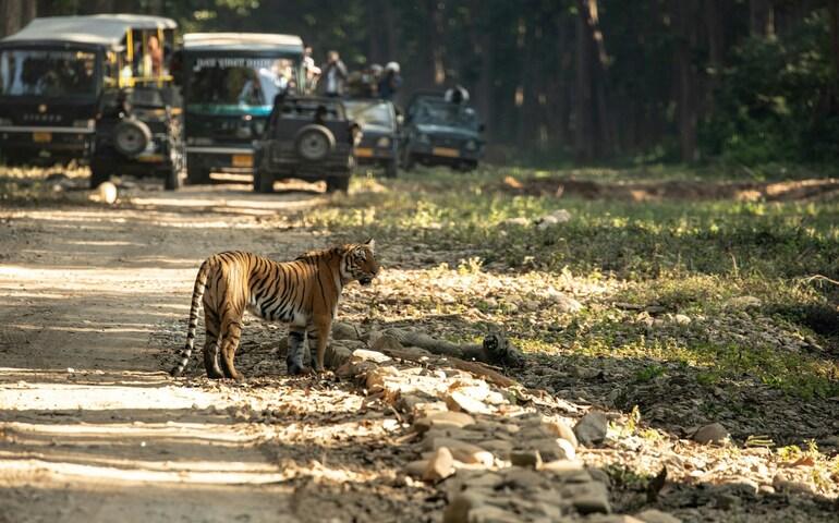 Tiger at Corbett National Park