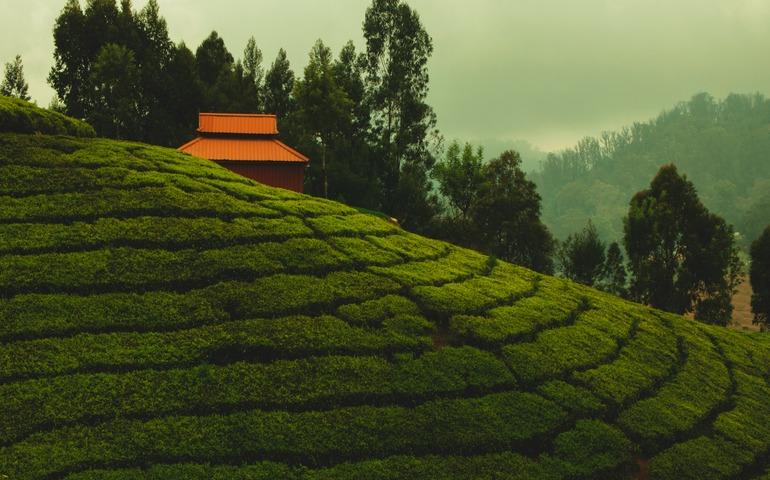 Ooty covered in greens