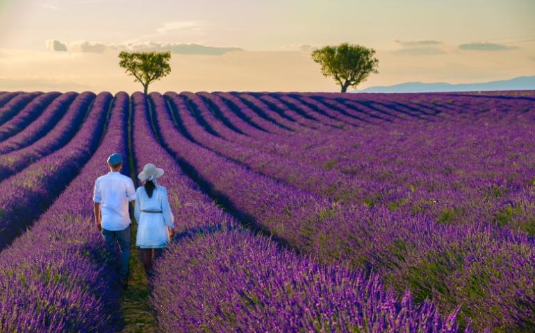 Provence, Lavender field France