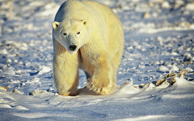 A  Polar Bear Walking on the Snow