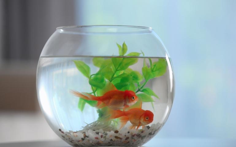 Live fish in a fishbowl
