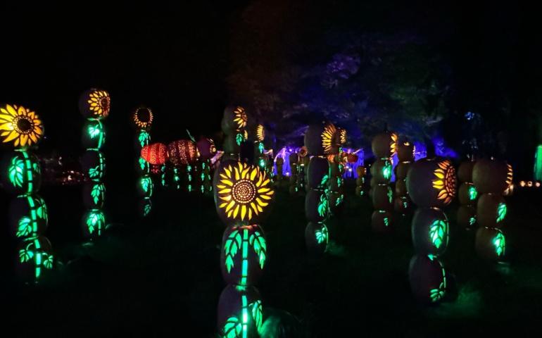 Jack O'Lantern Blaze