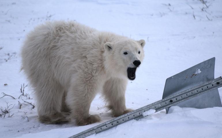 Polar Bears in Churchill, Manitoba