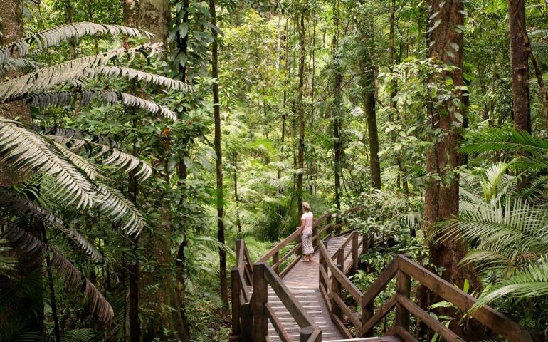 Daintree National Park, rainforest scenery in Queensland, Australia