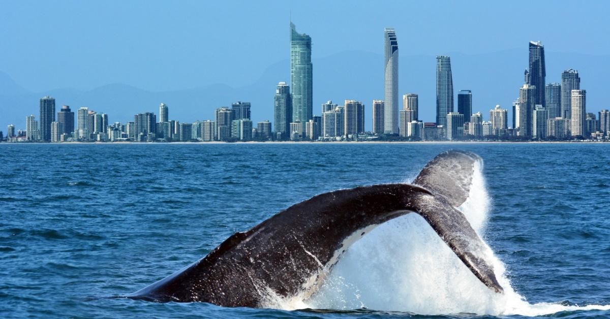 Top 15 Things to Do in Queensland, Australia