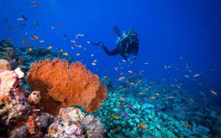 Diving in the Great Barrier Reef, Queensland Australia
