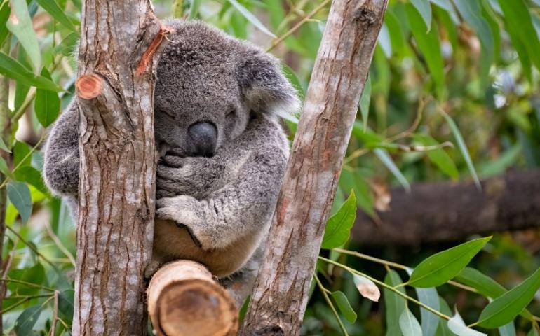 A sleeping Koala at the Currumbin Wildlife Sanctuary, Queensland, Australia