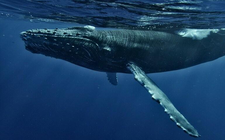 Humpback whale