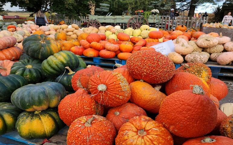 Varieties of Pumpkin