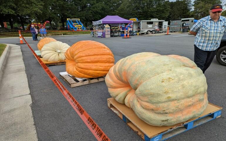 Comparing pumpkin sizes