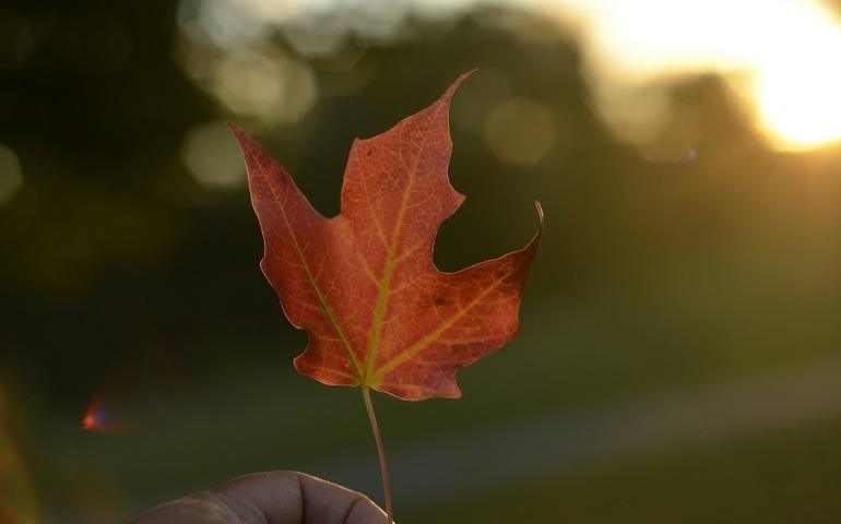 Orange Maple Leaf 