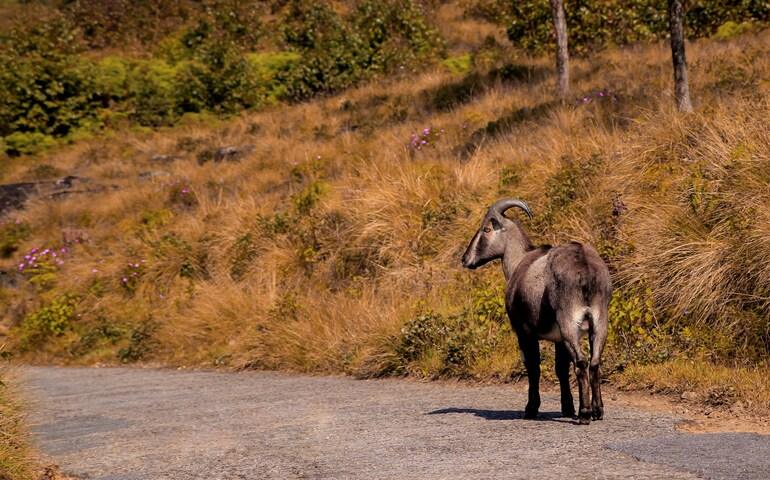 Nilgiri Tahr in Eravikulam National Park