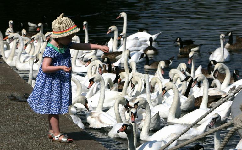 A Little Girl Feeding the Swans

