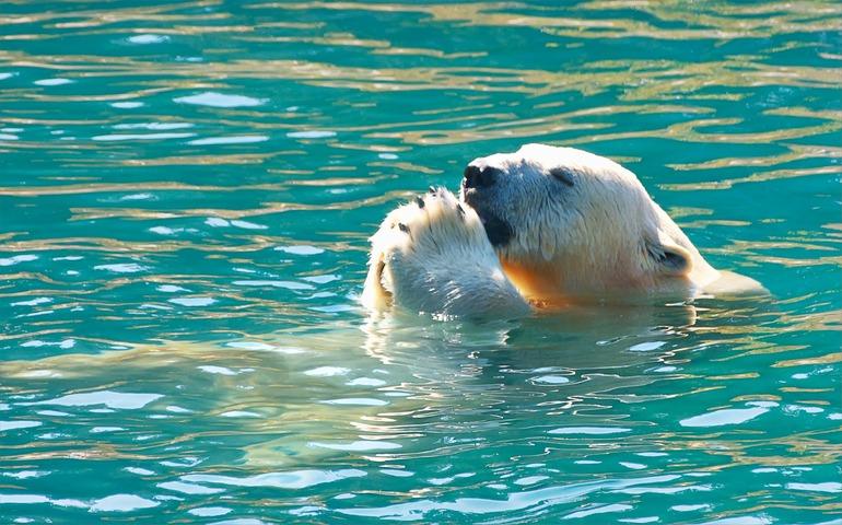 A Polar Bear is Swimming in the Pool