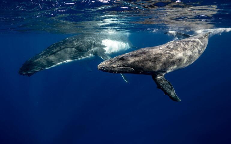 Whales swimming underwater