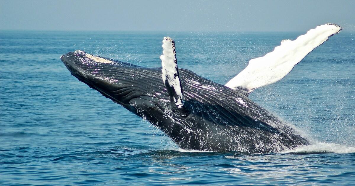 Whale Watching Season is Here! Add Top Spots to Your Bucket List ASAP
