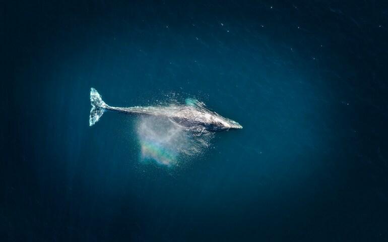 Top view of a whale