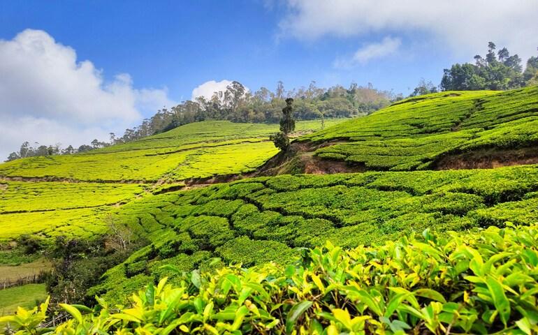 Munnar views