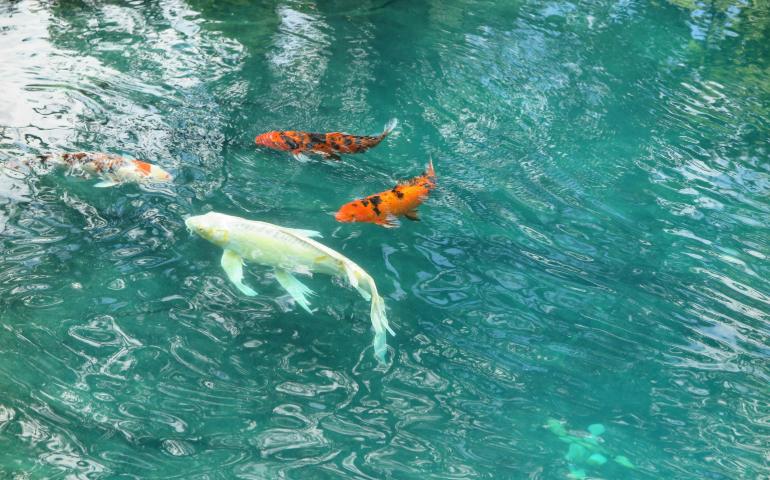 Koi Fish in Koi Ponds, Montreal