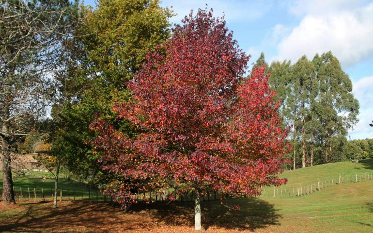 Oruanui, New Zealand