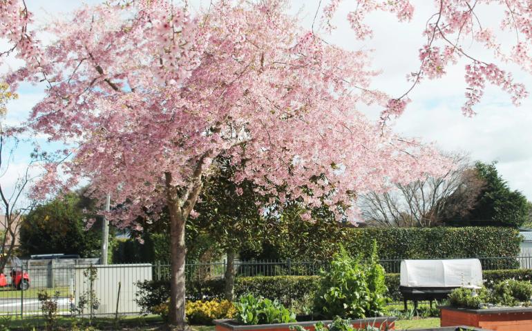 Cherry Blossom Tree in Full Bloom, Taupō, New Zealand