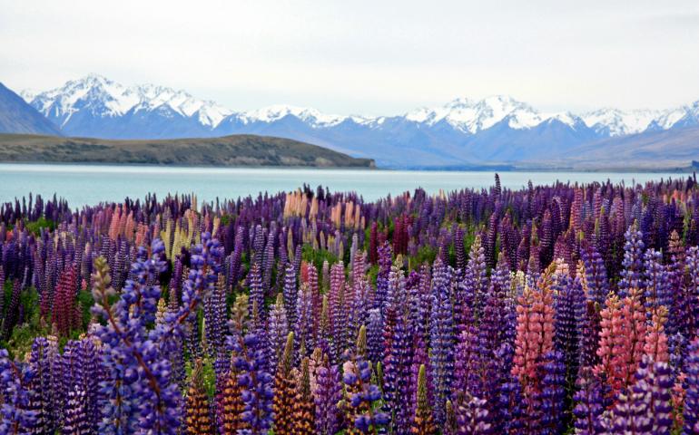 shore of Lake Tekapo