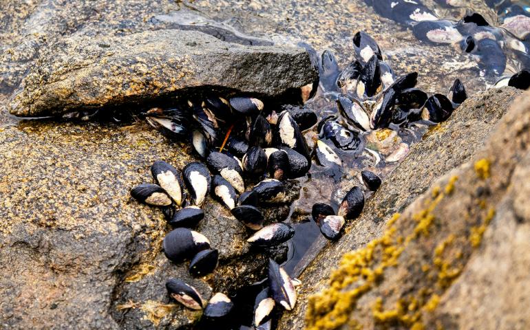 Green-Lipped Mussels on the Shore