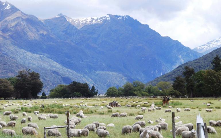 Sheep Gazing, New Zealand 