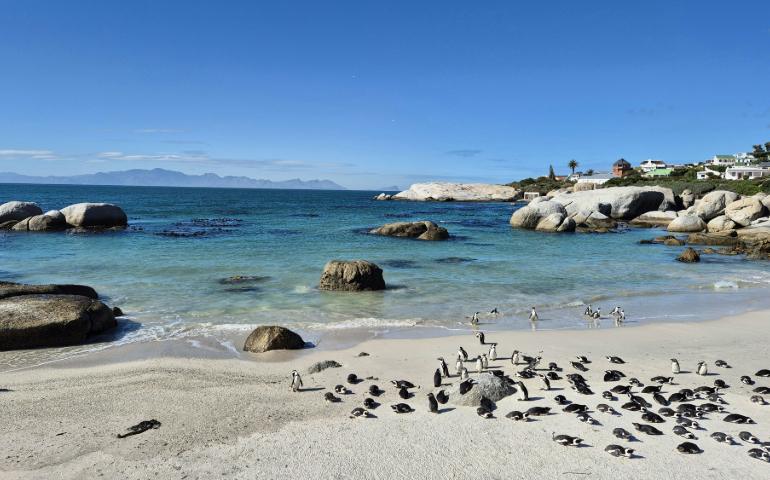 Penguins on the Boulders Beach