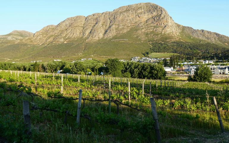 Vineyards in South Africa 