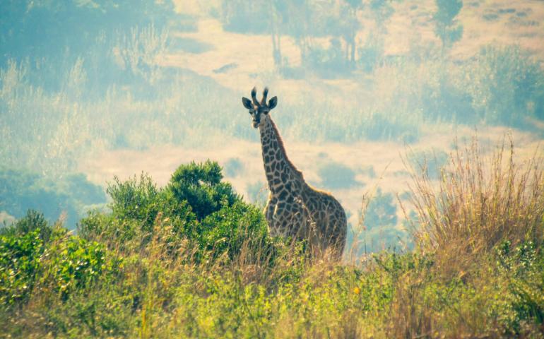 Giraffe captured at the Meyersdal Eco Estate in South Africa

