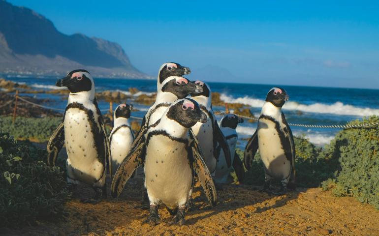 Betty's Bay penguins, South Africa