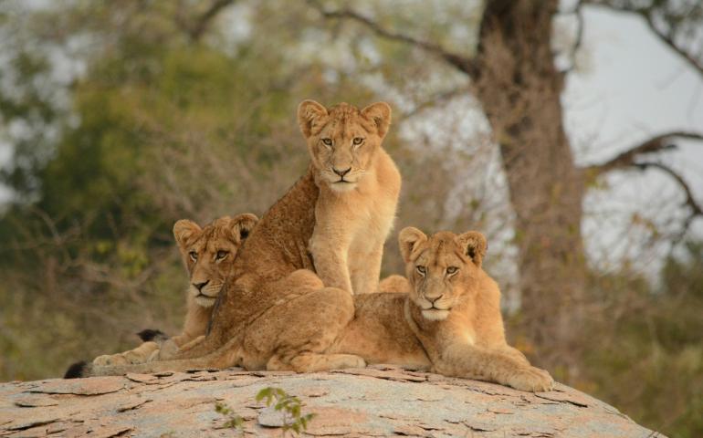 3 Lions in Kruger National Park