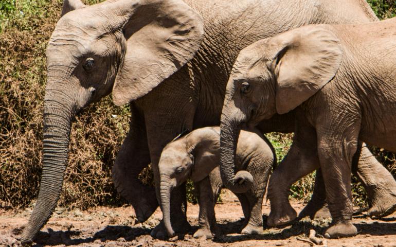 Addo Elephant National Park