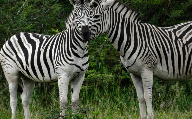 Hluhluwe, South Africa