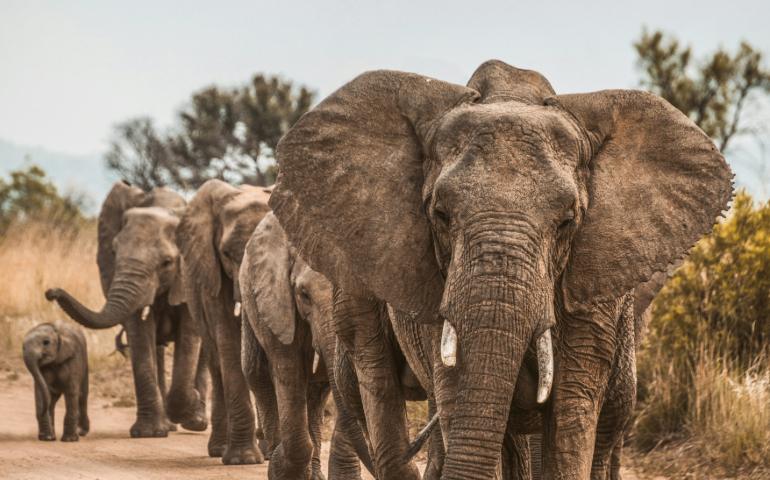 Elephants in an African Reserve 