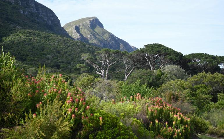 Kirstenbosch National Botanical Garden