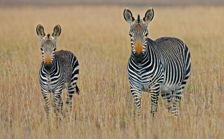Mountain Zebra National Park, South Africa