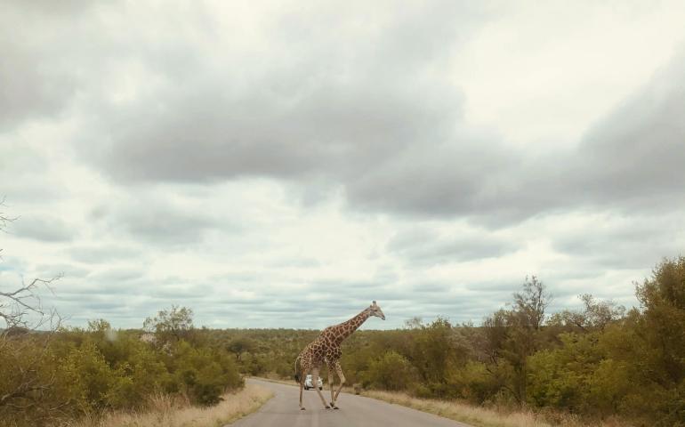 Kruger National Park, South Africa