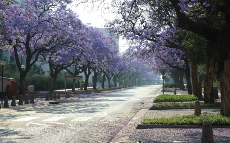 Jacaranda Trees