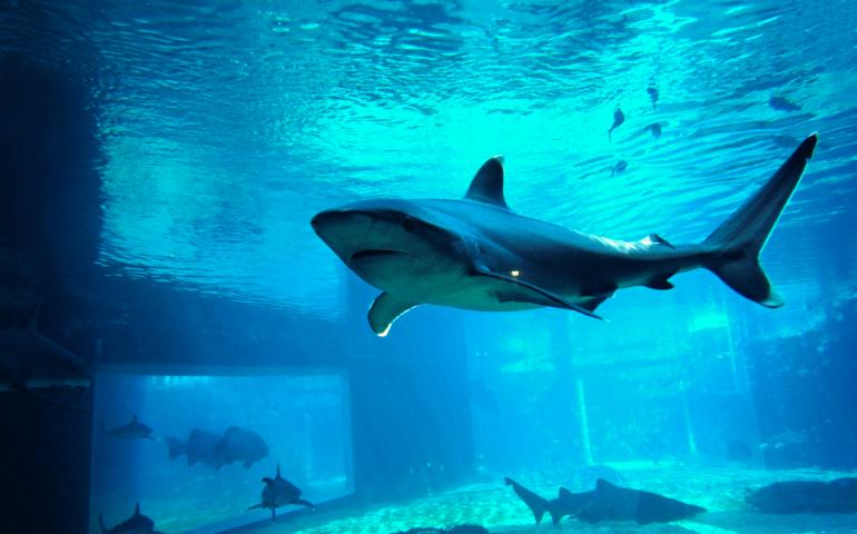 Silvertip shark Seen at the uShaka Marine World in Durban