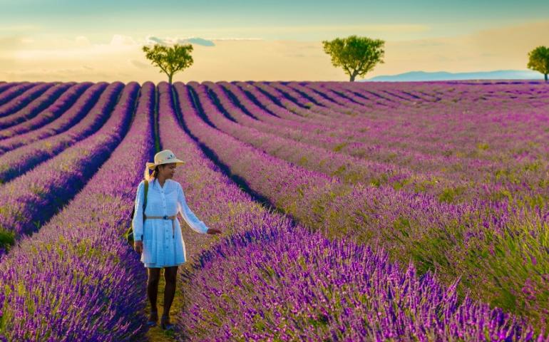 The iconic lavender fields of Provence, France