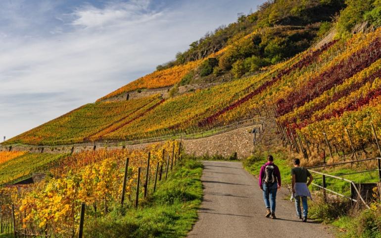 The red wine hiking trail, Burgundy, France