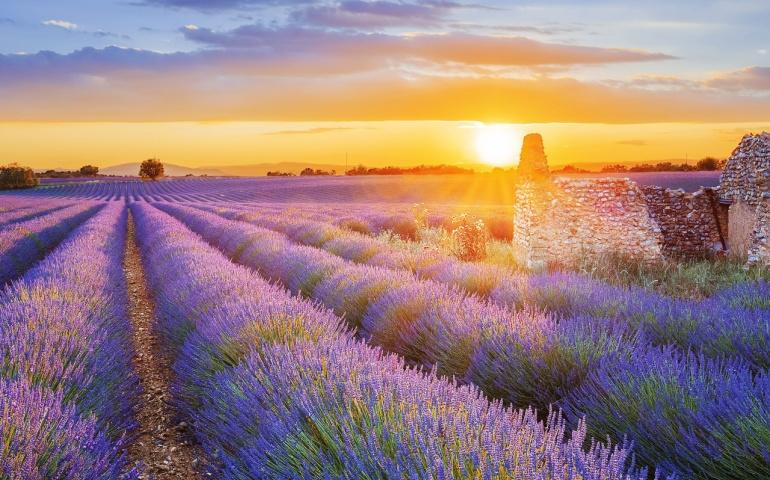 Wonderful lavender fields in Provence, France