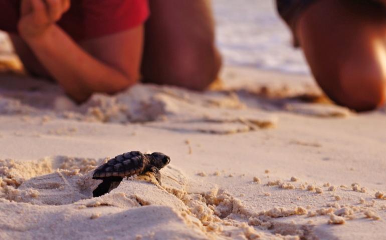 Sea Turtle hatchling