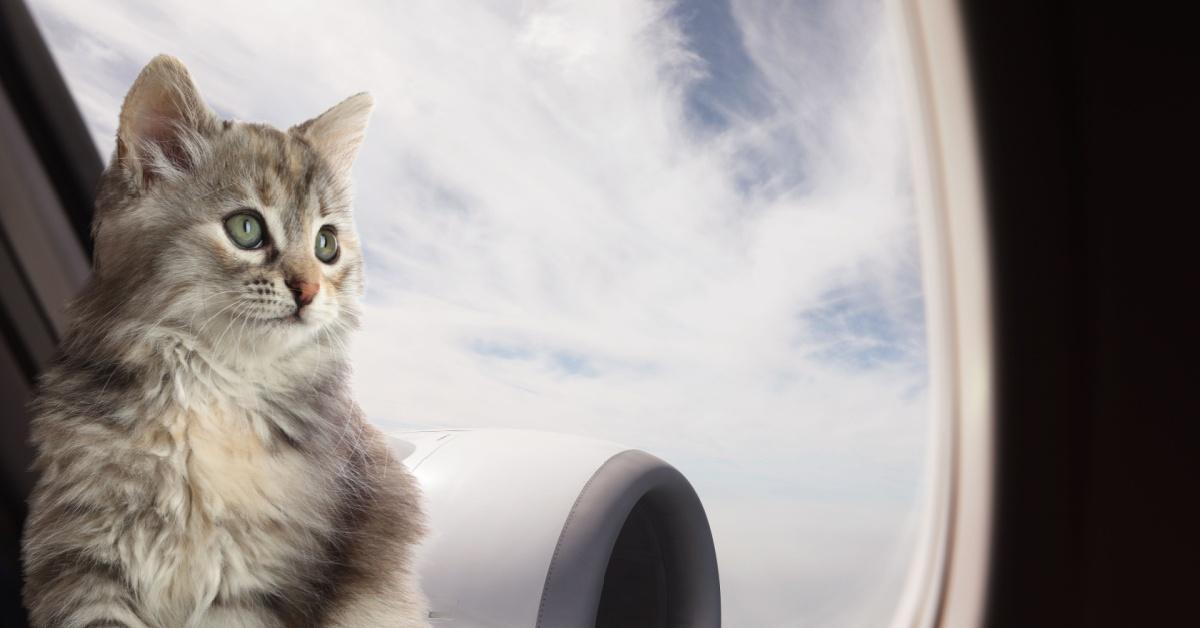 Pets on Akasa Services Enhanced: No Pause, Only Double Paws Aboard!