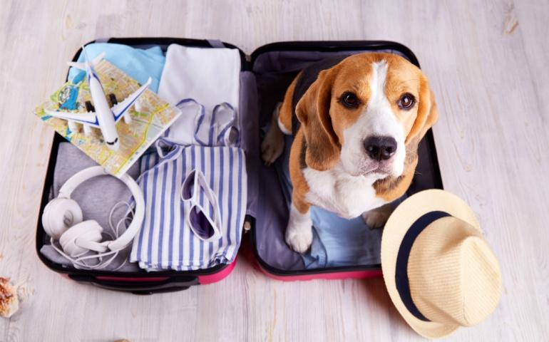 Busting the myth—you CAN travel with pets!