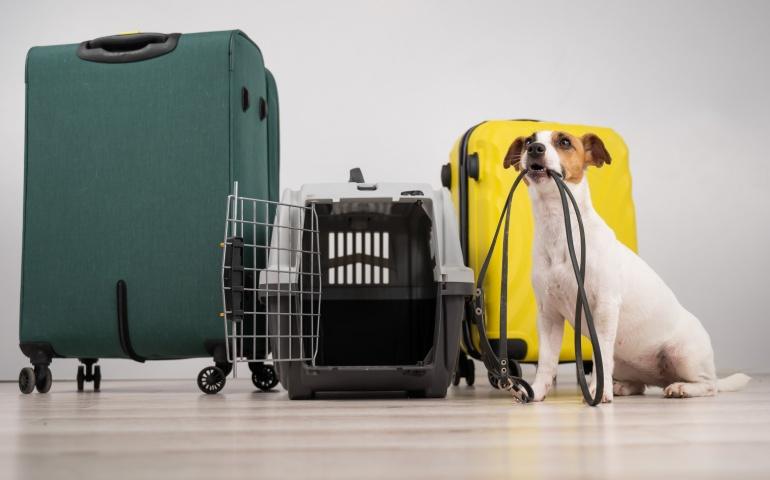 A dog holding a leash as its luggage for travel
