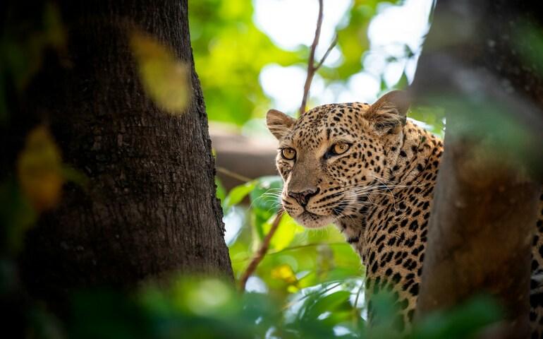Leopard in the trees